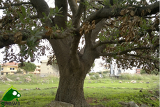 quercia vallonea